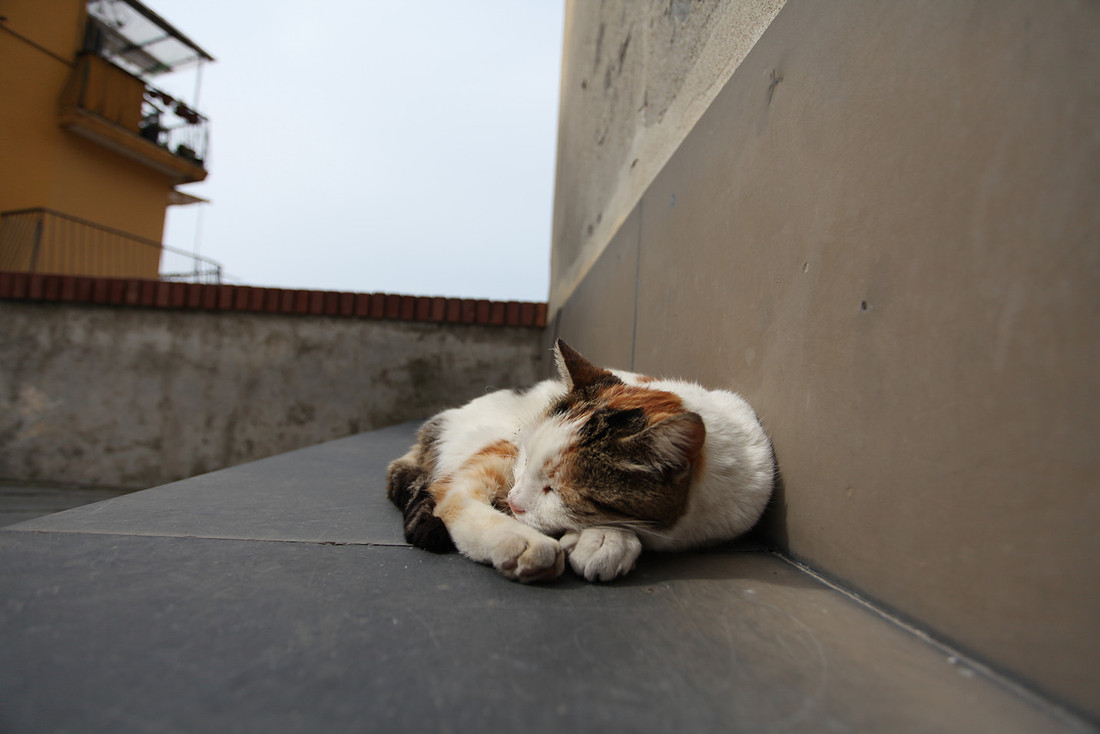 Manarola_cat